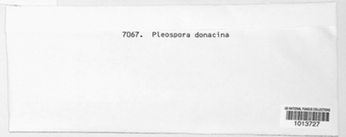 Pleospora donacina image